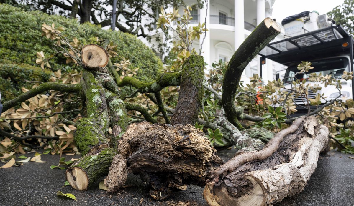 NextImg:Magnolia tree on White House grounds linked to President Andrew Jackson cut down for safety