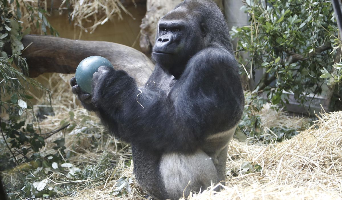 NextImg:Beloved Zurich Zoo gorilla is euthanized after years of declining health