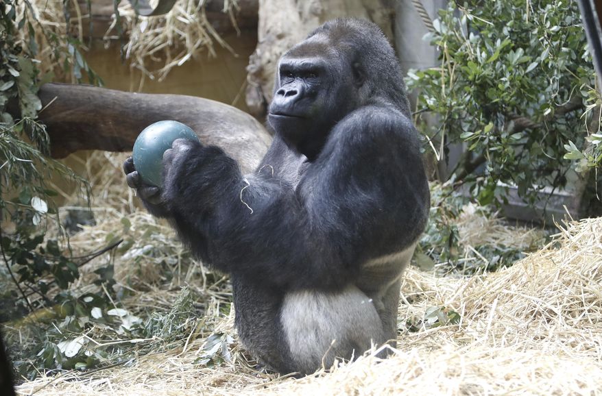 FILE - N'Gola, the silverback male of the gorilla group at Zurich Zoo celebrates his 40th birthday on Wednesday, June 21, 2017, in Zurich. (Siggi Bucher/Keystone via AP, file)