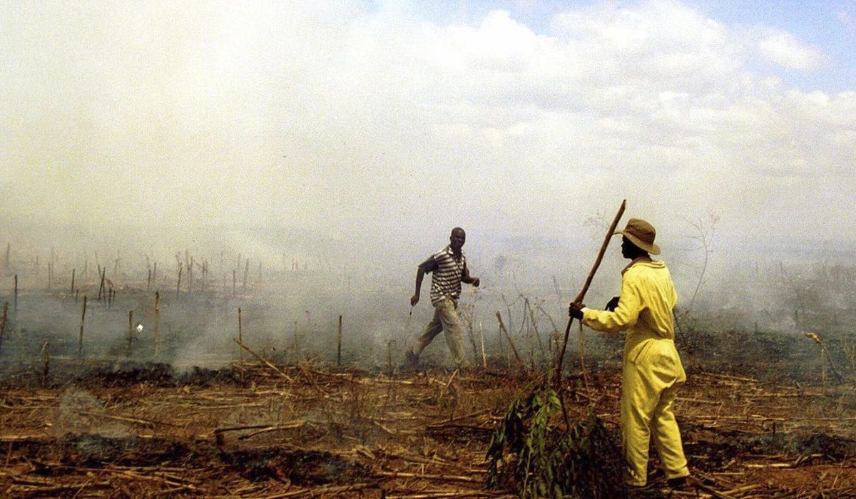 NextImg:Zimbabwe makes first compensation payments to white farmers over land seizures