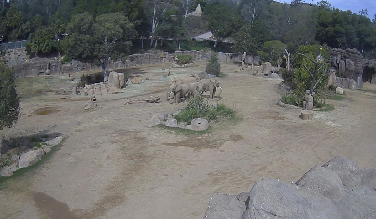 NextImg:San Diego zoo elephants huddle to protect calves during earthquake