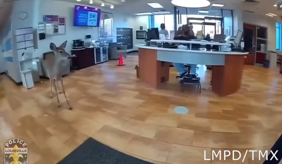 NextImg:WATCH: Oh, deer! Police help wandering animal hoof it out of Louisville YMCA