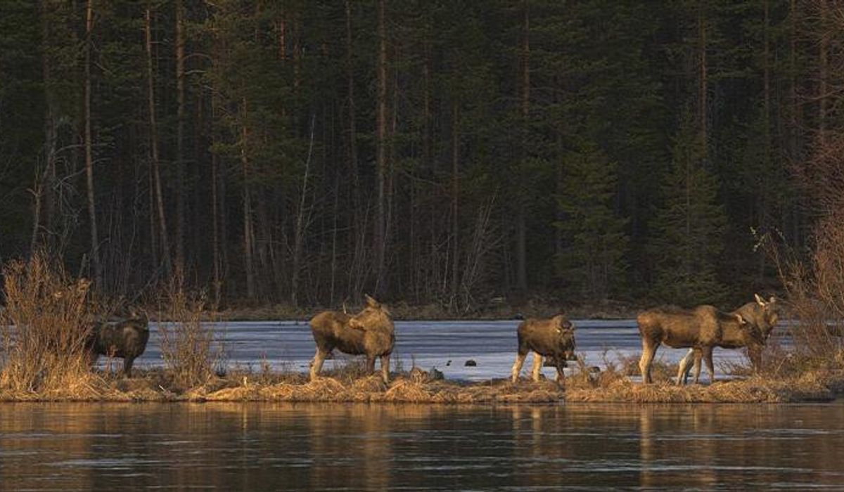 NextImg:Millions tune in for 24-hour live coverage of Sweden’s epic moose migration