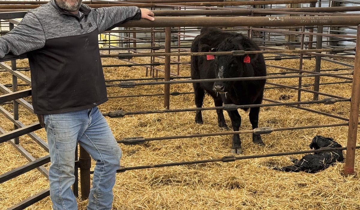 NextImg:Ranchers hope Trump’s tariffs boost demand for cattle but some fear market uncertainty