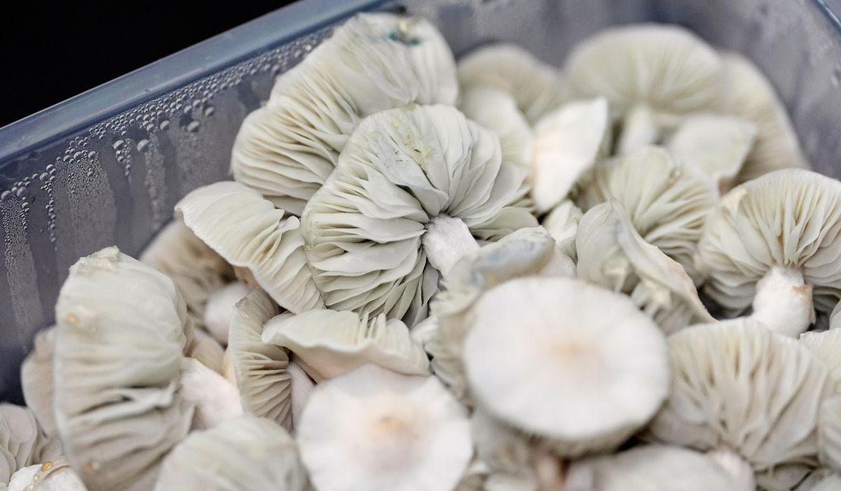 NextImg:Hikers in New York tripping on mushrooms wrongly report friend as dead