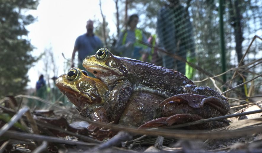 Frogs sit near a road fenced off by volunteers who help them move across safely in the Sestroretsk Bog natural reserve near St. Petersburg, Russia, on Wednesday, April 16, 2025. (AP Photo/Dmitri Lovetsky)