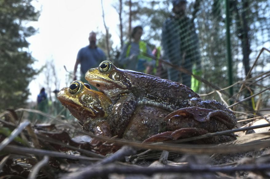 Frogs sit near a road fenced off by volunteers who help them move across safely in the Sestroretsk Bog natural reserve near St. Petersburg, Russia, on Wednesday, April 16, 2025. (AP Photo/Dmitri Lovetsky)