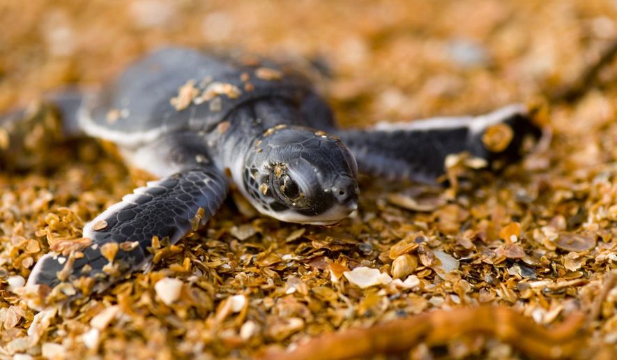 This photo provided by the Oceanic Society shows a young green sea turtle in Guyana in 2007. (Roderic Mast/Oceanic Society via AP)