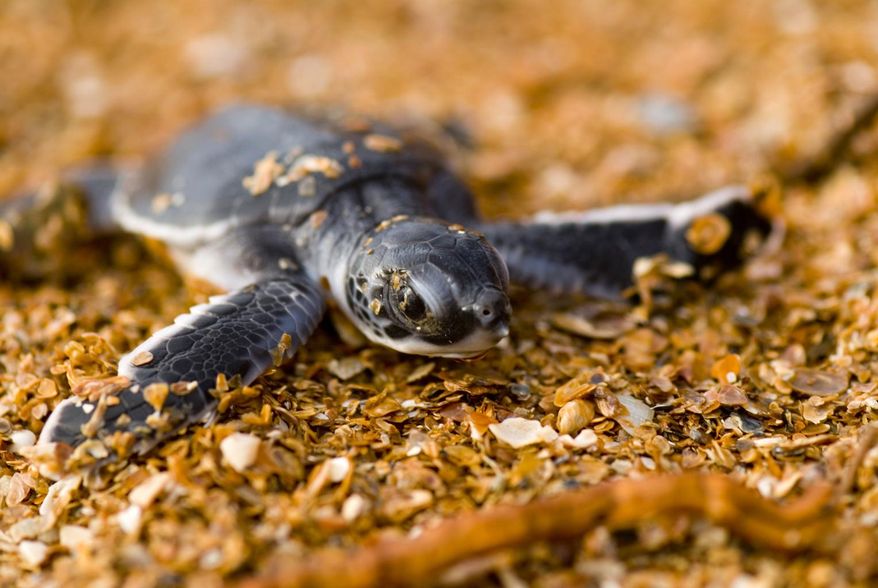This photo provided by the Oceanic Society shows a young green sea turtle in Guyana in 2007. (Roderic Mast/Oceanic Society via AP)