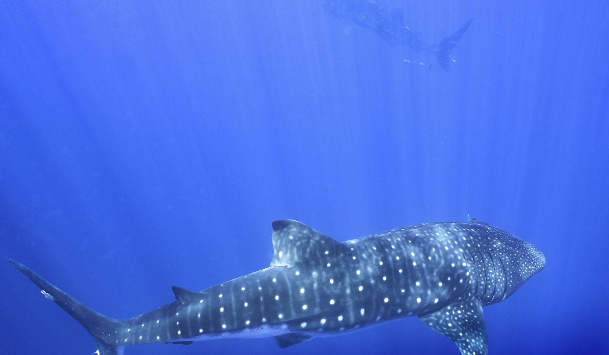 NextImg:Where do whale sharks mate? The search to learn where the magic happens for the world’s largest fish
