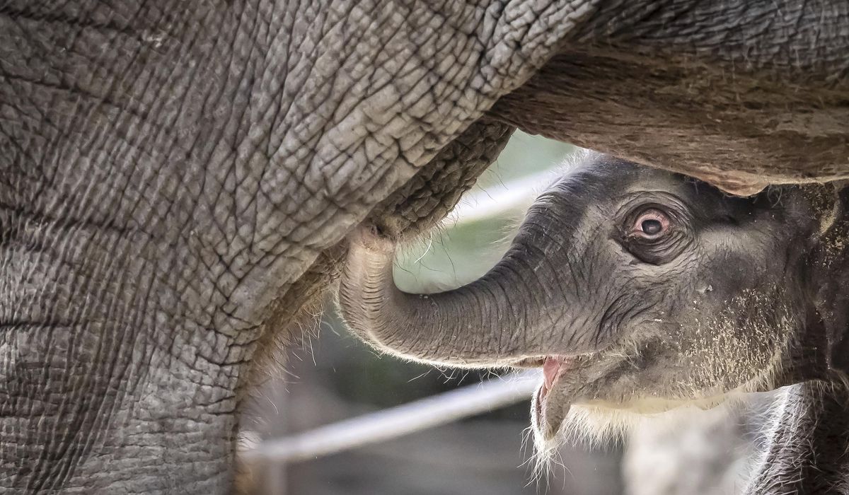 NextImg:An Asian elephant calf was born at Zurich Zoo and its name will start with the letter Z