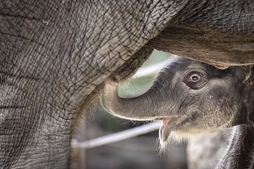 An elephant calf stands with its mother Farha the day after it was born, on Easter Sunday, April 20, 2025 at Zurich Zoo in Zurich, Switzerland. (Michael Buholzer/Keystone via AP)