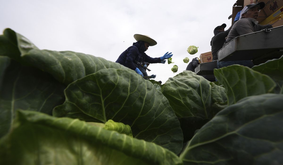 NextImg:U.S. agriculture sector sees China orders dry up as trade war stagnates