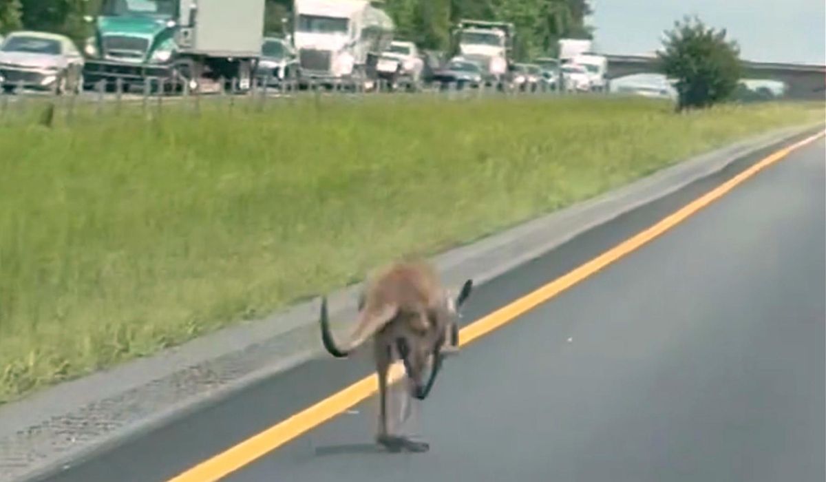 NextImg:Runaway kangaroo on the loose named Sheila shuts down Alabama interstate