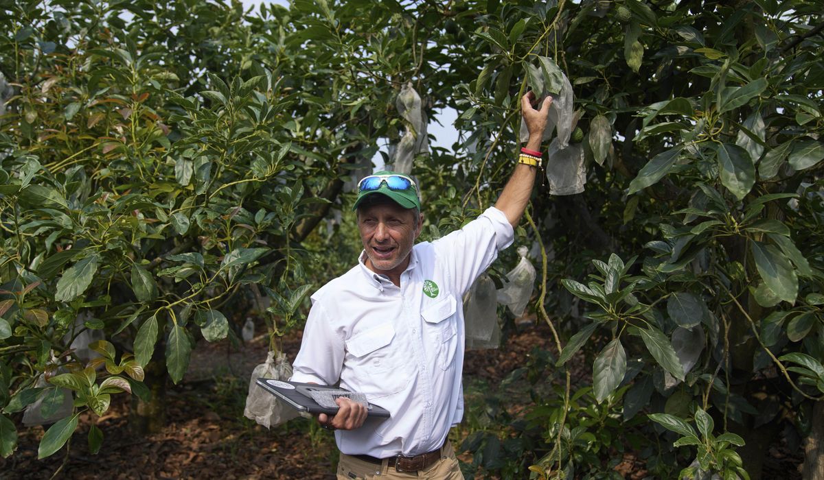 NextImg:Guatemala gearing up to export avocados to U.S. despite tariffs and delays