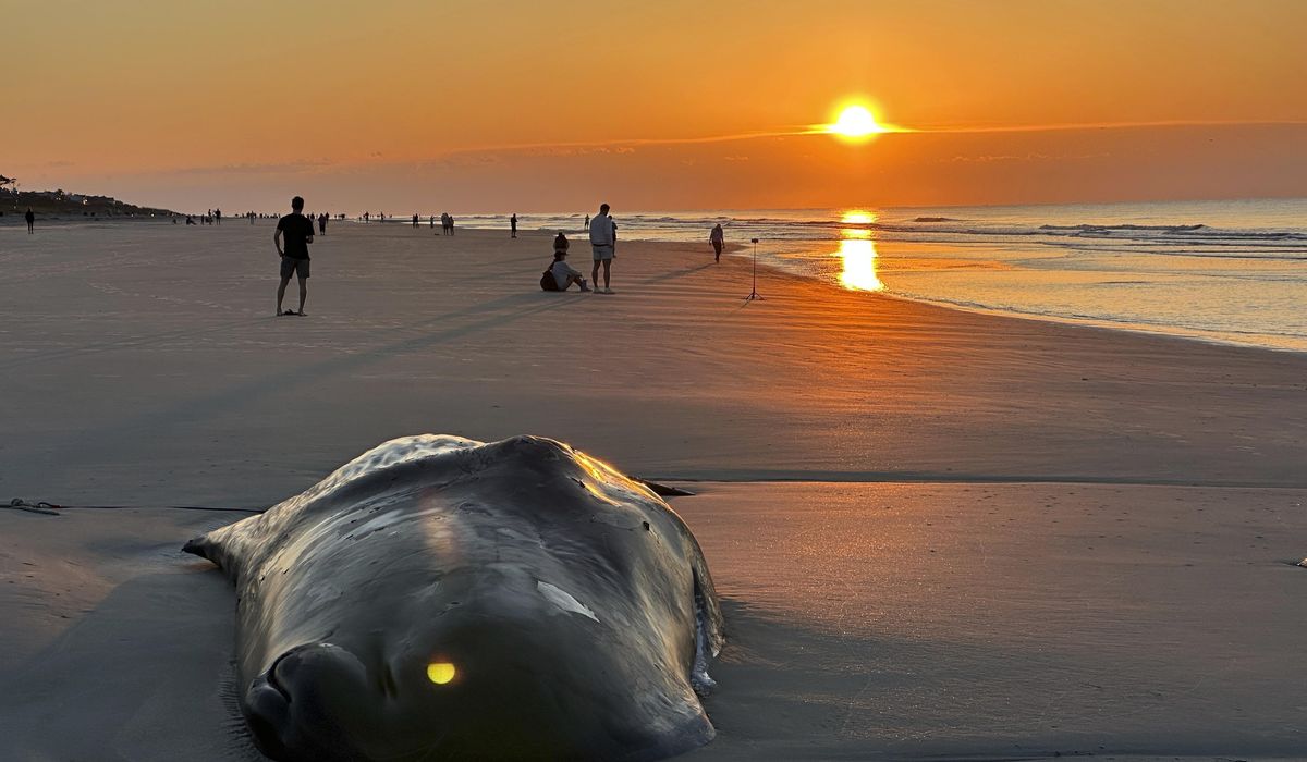 NextImg:Beached whale is euthanized on South Carolina resort island