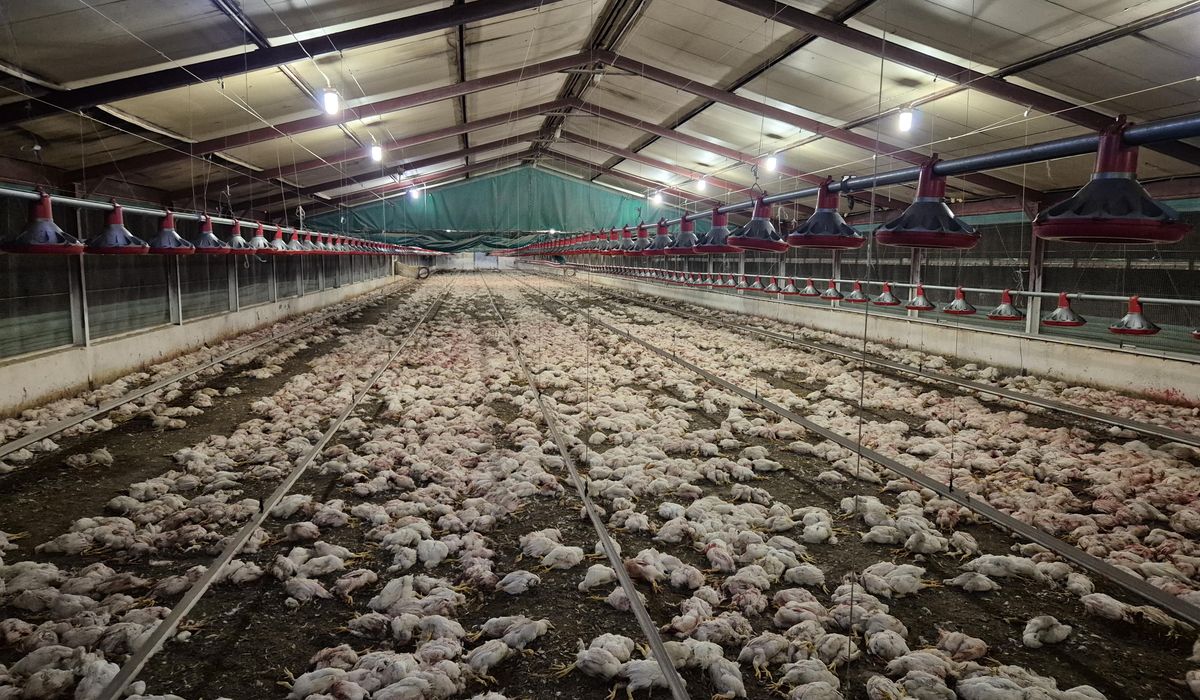 NextImg:Thousands of chickens euthanized in South Africa after they were left starving and eating each other
