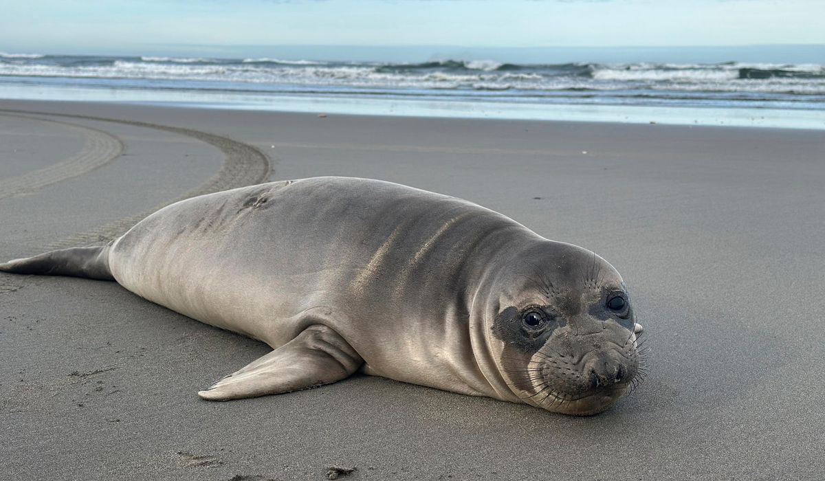 NextImg:Baby seal stabbed multiple times along Oregon coast, authorities asking public for information