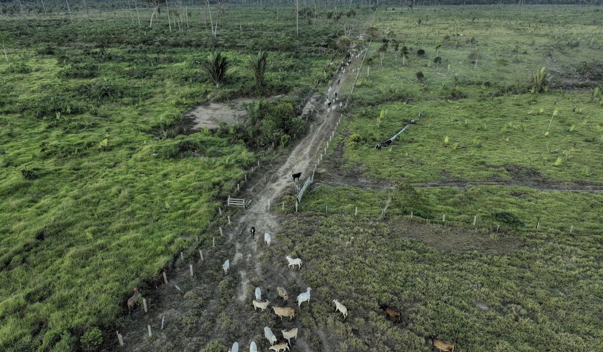 NextImg:Brazilian state’s deforestation amnesty poses ‘one of the greatest threats’ to the Amazon