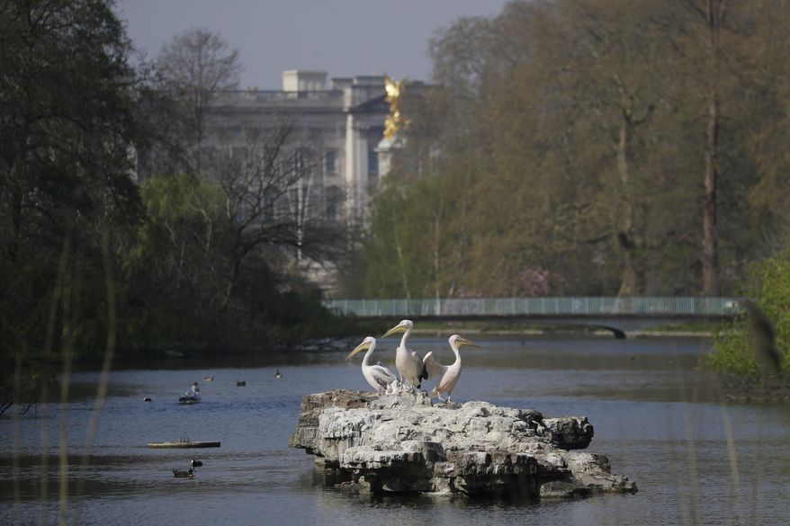 The resident pelicans stand on rocks in the St James's Park Lake with Buckingham Palace and a footbridge that tourists would usually be passing over in the background, amidst the coronavirus lockdown in central London, Thursday, April 9, 2020. (AP Photo/Kirsty Wigglesworth, File)