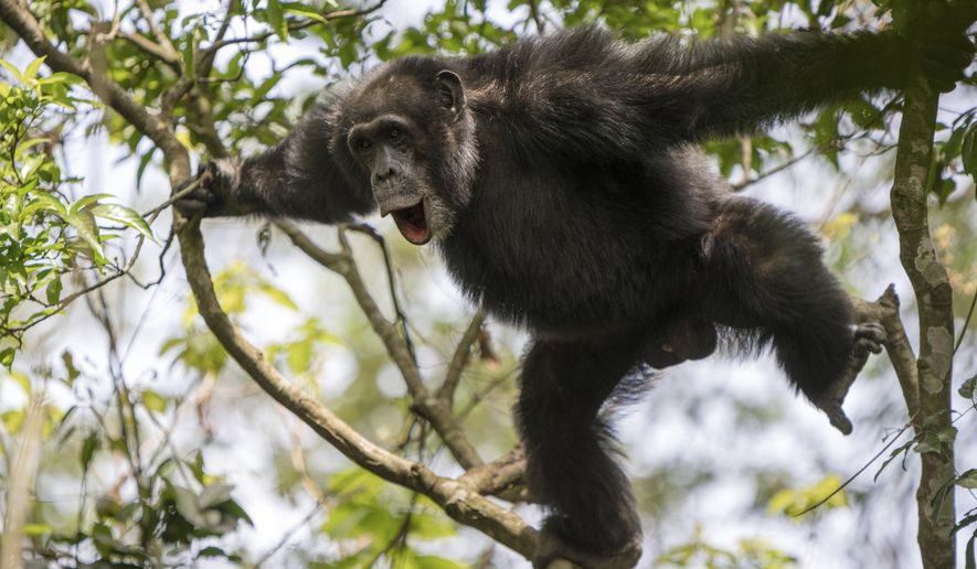 In this photo provided by researchers, a wild adult male chimpanzee makes a pant-hoot call while rocking and stomping on a tree as part of a dominance display in the Budongo Forest of Uganda in Februay 2019. (Adrian Soldati via AP)