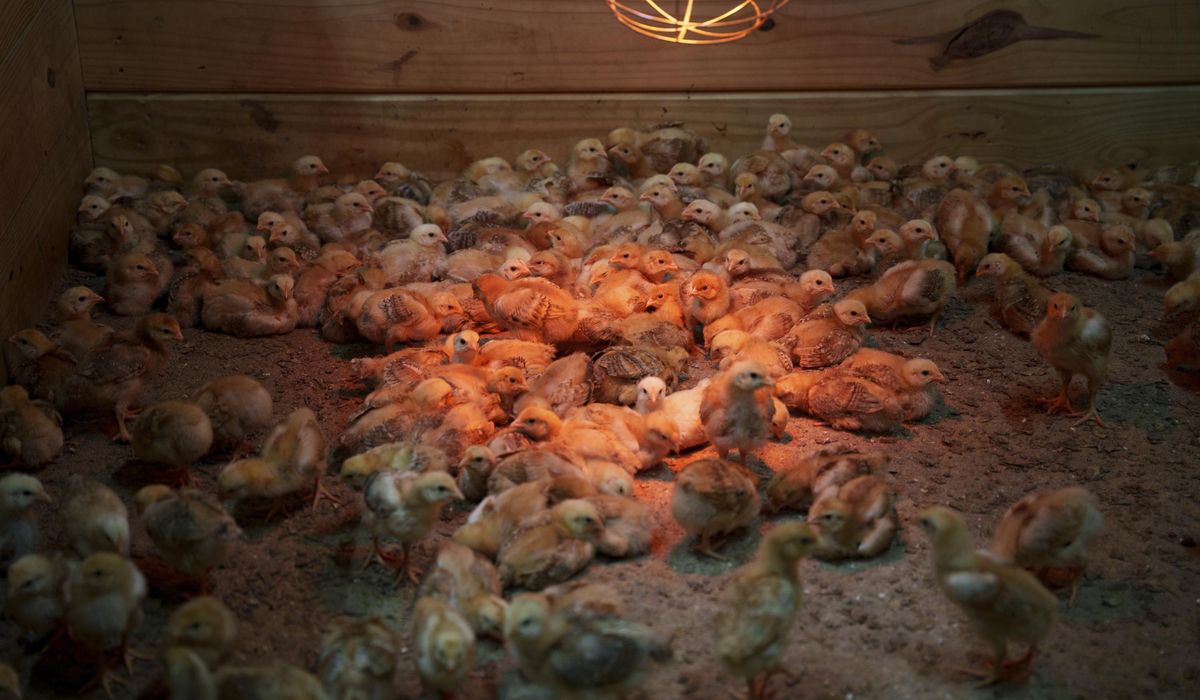 NextImg:Shipment of thousands of chicks found abandoned in USPS truck now overwhelming an animal shelter