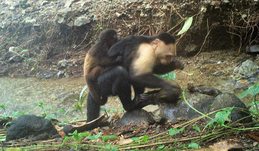 This photo provided by researchers shows a baby howler monkey clinging onto a young adult male capuchin monkey on Jicarón Island, Panama in September 2022. (Brendan Barrett/Max Planck Institute of Animal Behavior via AP)
