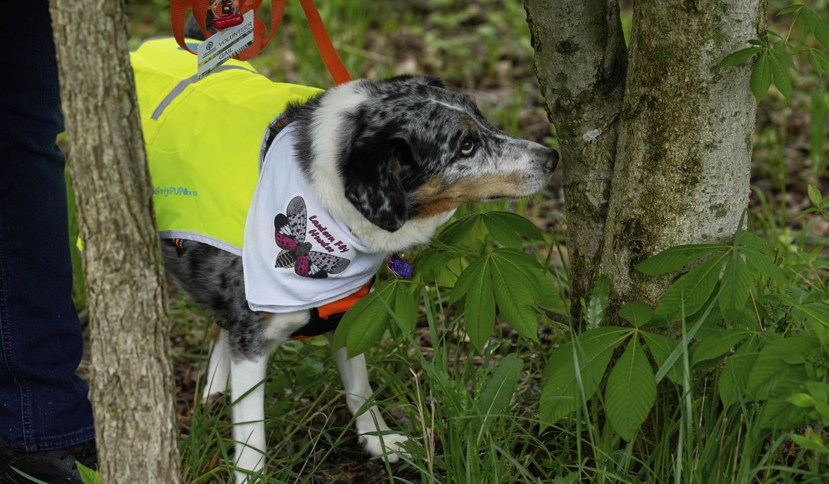 NextImg:Four-legged investigators sniff out spotted lanternfly eggs to slow the spread of invasive pest