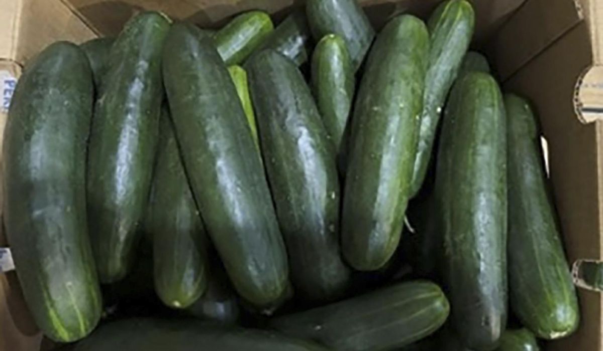 NextImg:Dozens sickened in expanding salmonella outbreak linked to recalled cucumbers