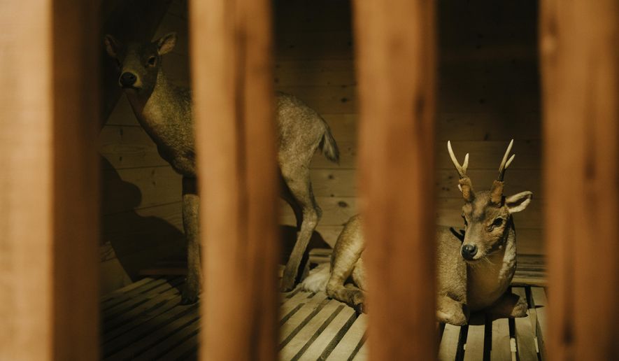 "The Deer Kind," Heteroprox, is displayed inside the colossal replica of the biblical Noah's Ark at the Ark Encounter in Williamstown, Ky., Friday, March 21, 2025. (AP Photo/Madeleine Hordinski)