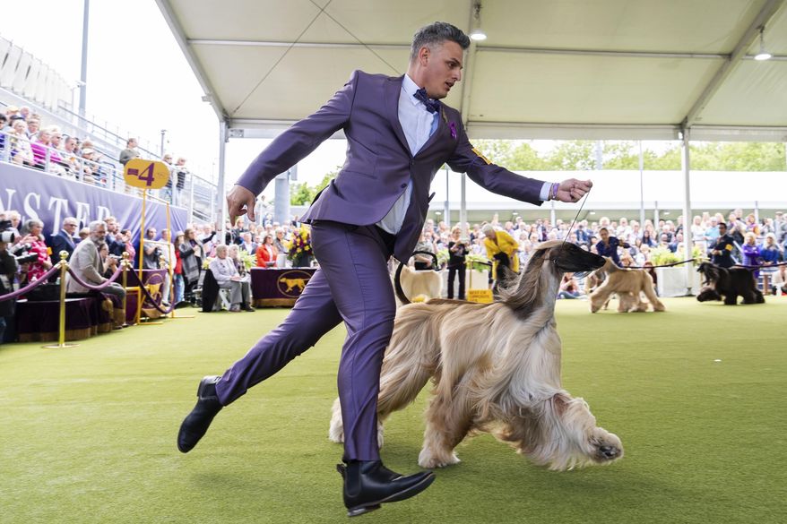 FILE - Handler Willy Santiago competes with Afghan Hound Zaida during breed group judging at the 148th Westminster Kennel Club Dog show, Monday, May 13, 2024, at the USTA Billie Jean King National Tennis Center in New York. (AP Photo/Julia Nikhinson, file)