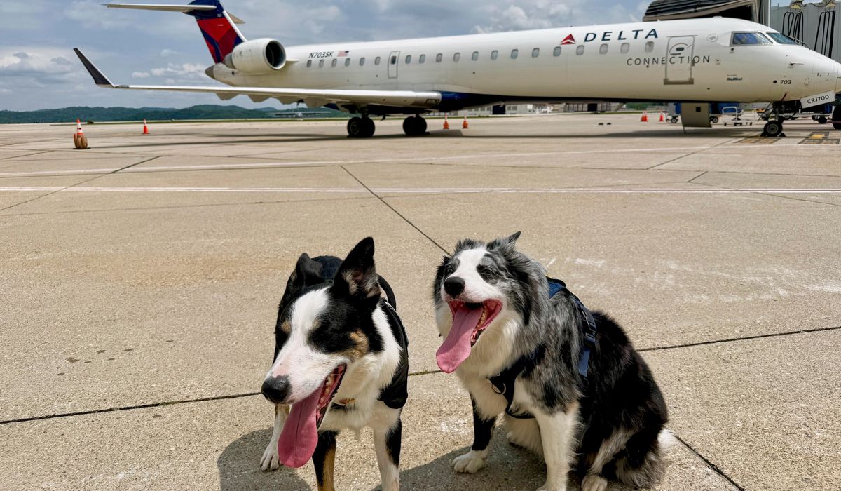 NextImg:Meet Hercules and Ned, the border collies fending off wildlife at West Virginia’s busiest airport