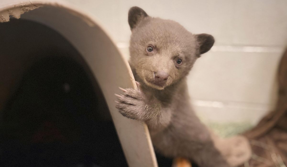 NextImg:Orphaned bear cub finds comfort in a teddy bear and costumed caregivers