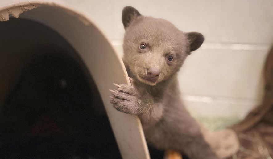 In this photo provided by San Diego Humane Society, a bear cub, which was found alone in Los Padres National Forest, is housed at the San Diego Human Society Ramona Wildlife Center on Wednesday, April 16, 2025, in Ramona, Calif. (San Diego Humane Society via AP)