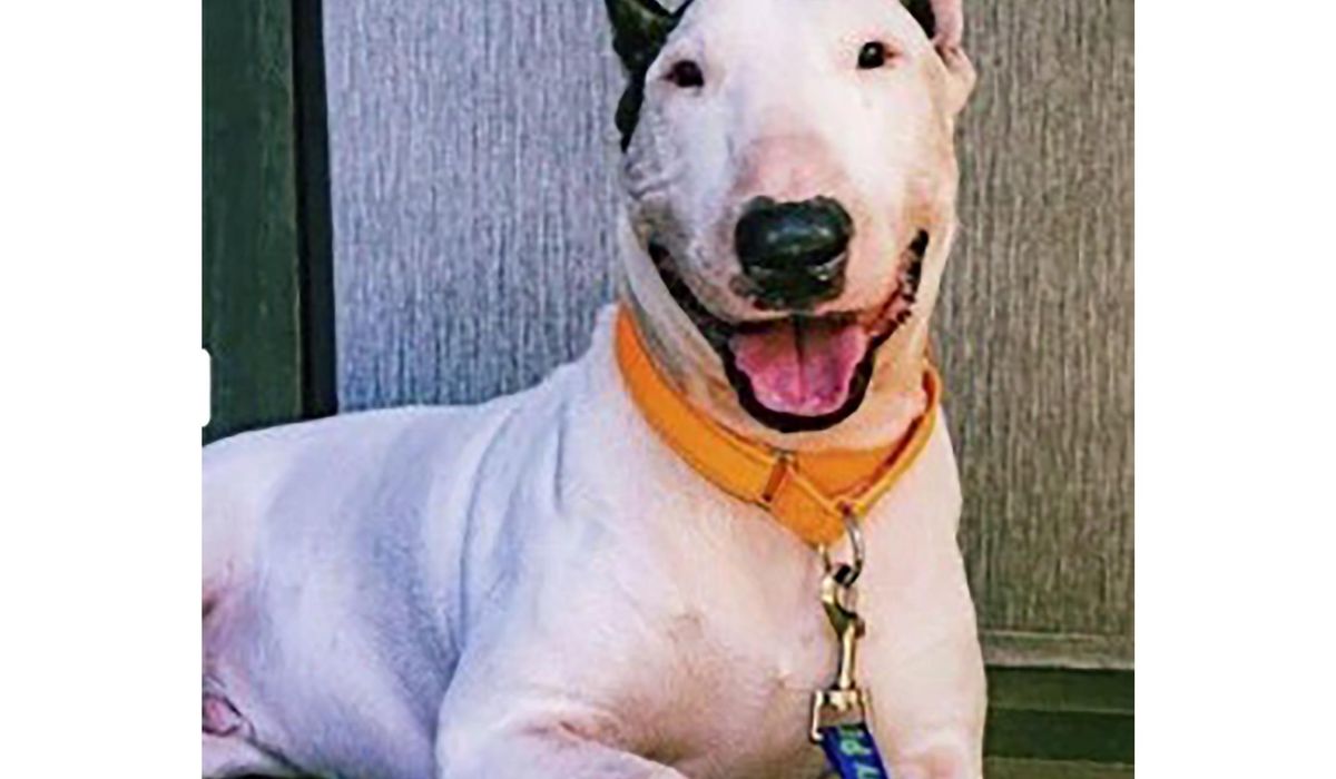 NextImg:Gov. DeSantis signs law imposing tougher penalties for abandoning pets during disasters