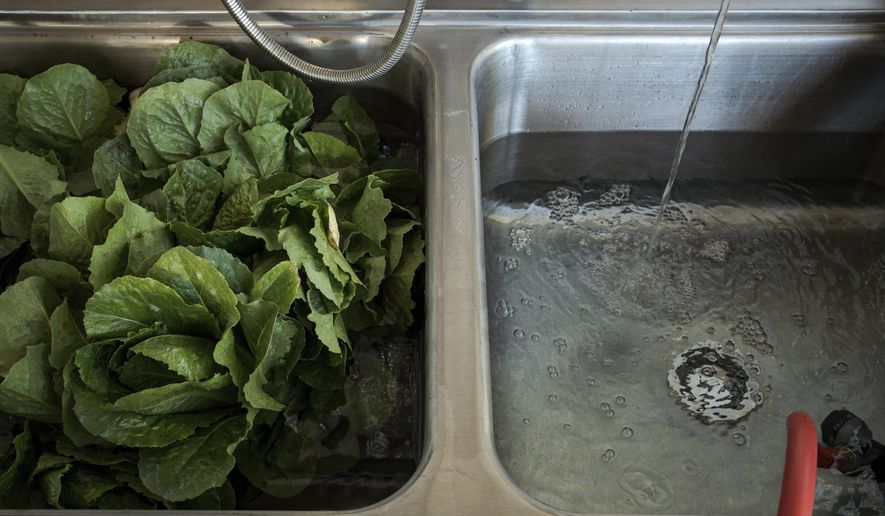 Lettuce is washed at Agritopia, a community nestled around a plot of agricultural land, April 22, 2025, in Gilbert, Ariz. (AP Photo/Annika Hammerschlag)