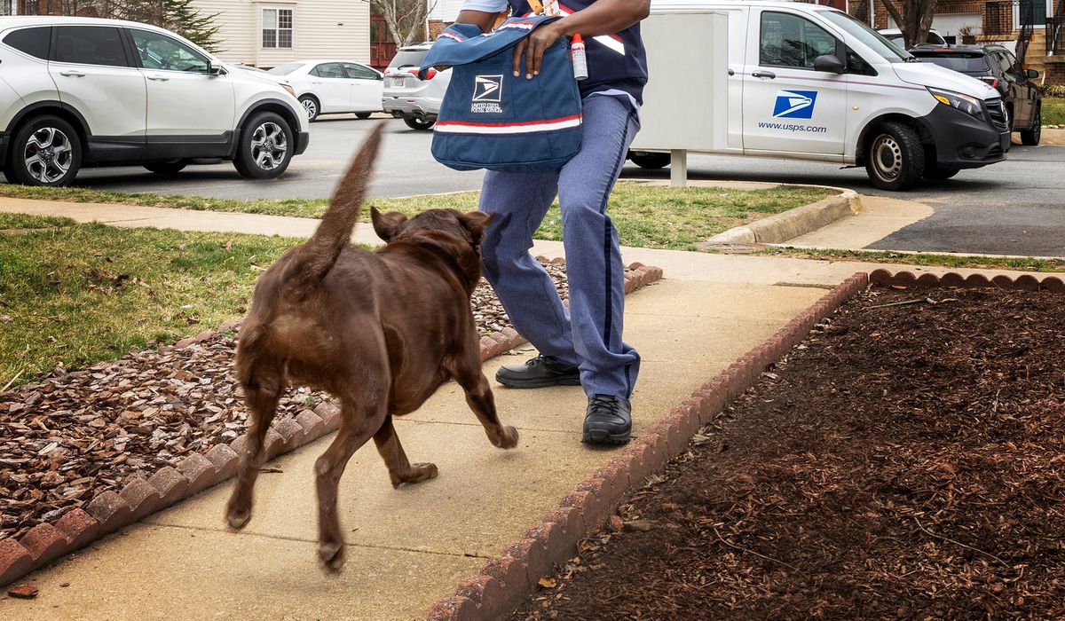 NextImg:U.S. Postal Service reports slight uptick in dogs attacking mail carriers