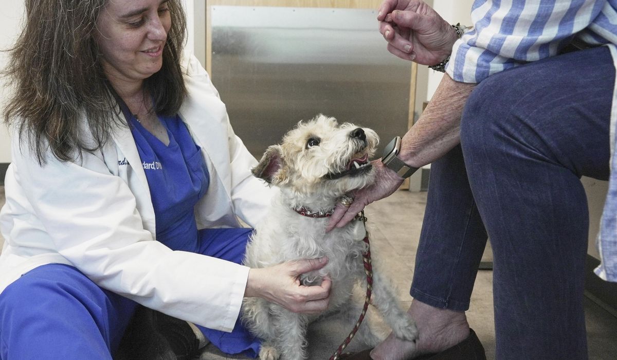 NextImg:Dogs and cats can also suffer from allergies, but there are ways to help our furry friends