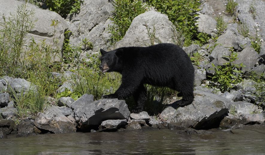 A black bear walks along a rocky bank of the Klamath River, Thursday, Sept. 19, 2024, in Humboldt County, Calif. (AP Photo/Godofredo A. Vásquez)