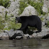 A black bear walks along a rocky bank of the Klamath River, Thursday, Sept. 19, 2024, in Humboldt County, Calif. (AP Photo/Godofredo A. Vásquez)