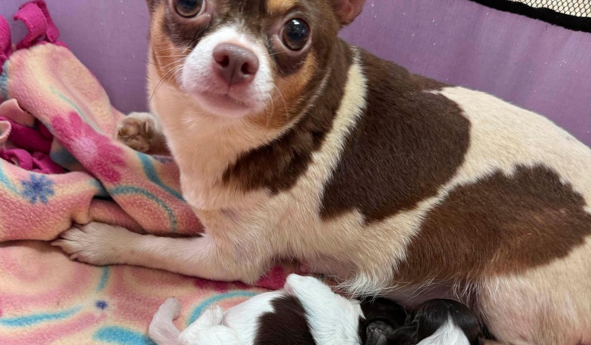 NextImg:101 dogs living in packed, filthy conditions removed from North Carolina home
