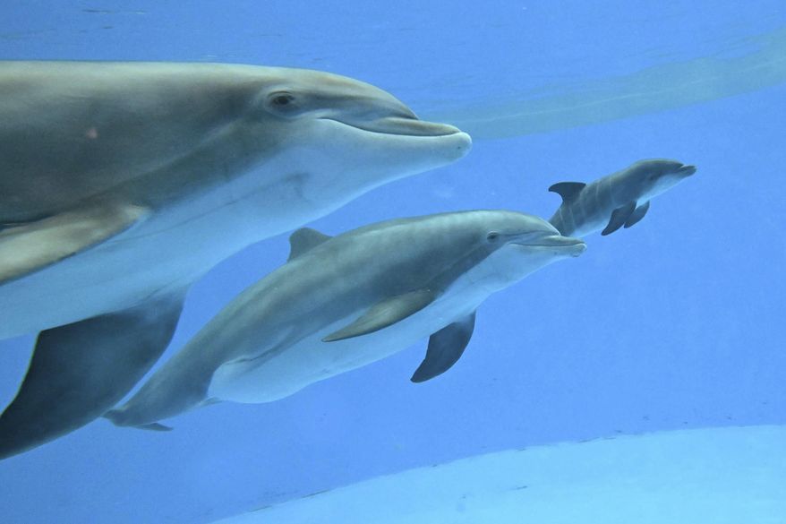 This photo provided by Brookfield Zoo Chicago, bottlenose dolphins "Allie" with "Tapeko" are joined by the newly born calf at the Brookfield Zoo Chicago on Saturday, June 7, 2025. (Brookfield Zoo Chicago via AP)