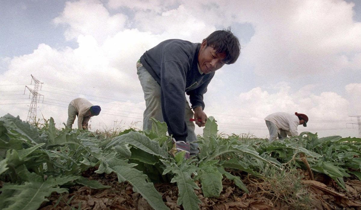 NextImg:Why were so many Thai farmers among the hostages held by Hamas?
