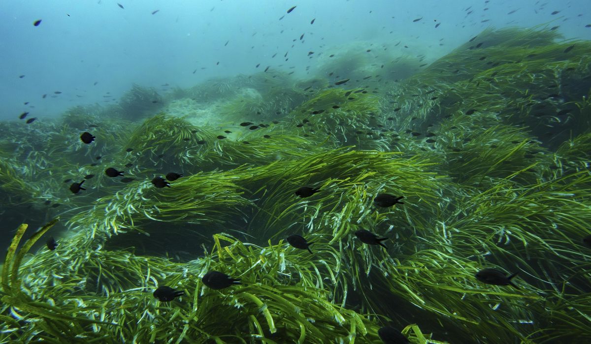 NextImg:As the U.N. Ocean Conference opens in France, a push to turn promises into protection
