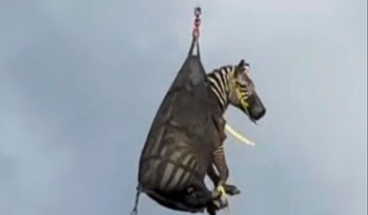 NextImg:A runaway pet zebra has been captured in Tennessee