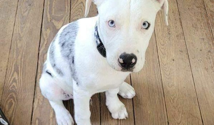 In this photo provided by owner Derek Brown, Apollo, a 16-week-old, 22-pound Catahoula Leopard dog, sits on March 23, 2021, in New Orleans, in the weeks before he was shot on April 10, 2021, by New Orleans police officer Derrick Burmaster. (Derek Brown via AP)