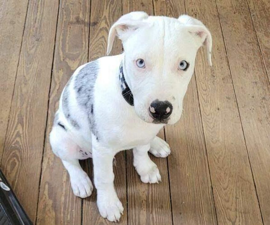 In this photo provided by owner Derek Brown, Apollo, a 16-week-old, 22-pound Catahoula Leopard dog, sits on March 23, 2021, in New Orleans, in the weeks before he was shot on April 10, 2021, by New Orleans police officer Derrick Burmaster. (Derek Brown via AP)