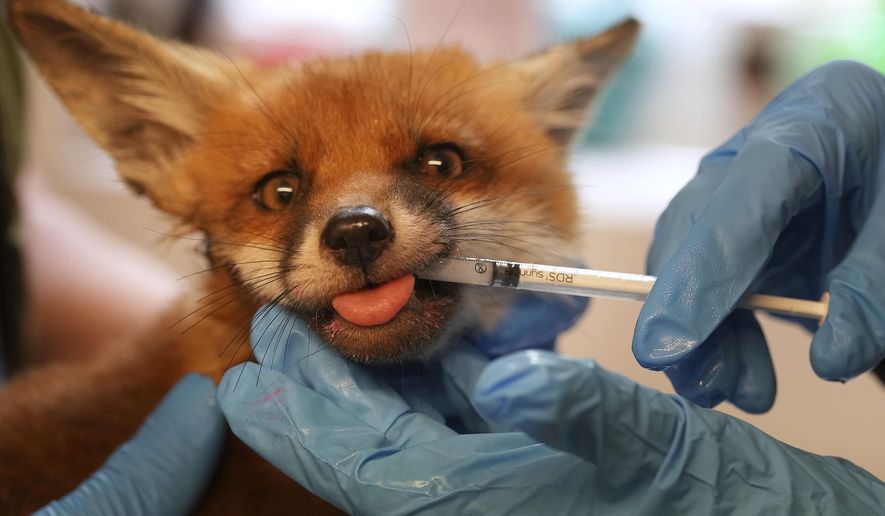 A volunteer injects medicine with a syringe into the snout of a fox after being rescued at the hospital run by The Fox Project near Tonbridge, England, Thursday, May 22, 2025. (AP Photo/Frank Augstein)