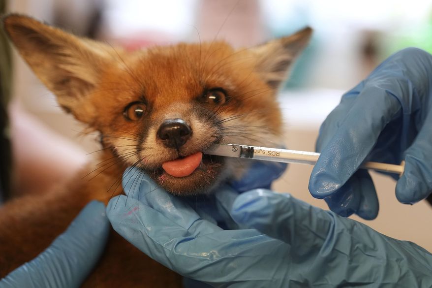 A volunteer injects medicine with a syringe into the snout of a fox after being rescued at the hospital run by The Fox Project near Tonbridge, England, Thursday, May 22, 2025. (AP Photo/Frank Augstein)