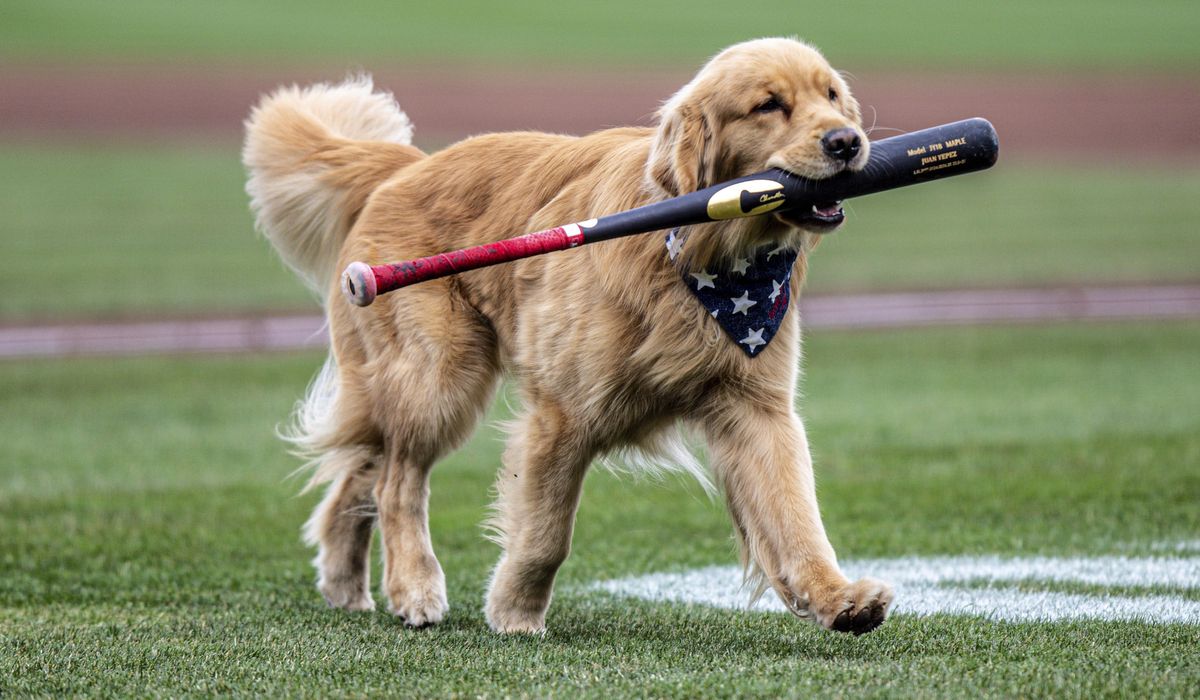 NextImg:Bruce the Bat Dog to make major league debut with Nationals on Saturday